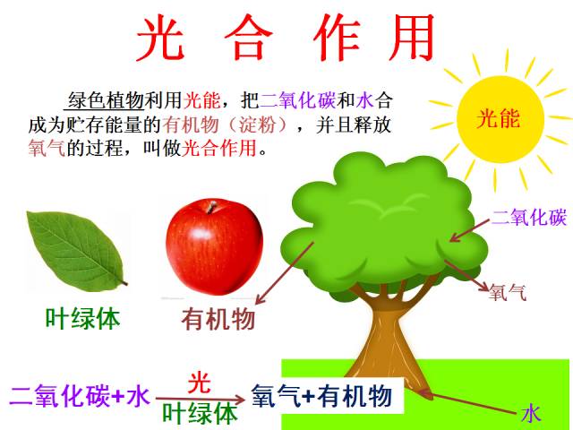 【每日一講】初中生物:光合作用的場(chǎng)所