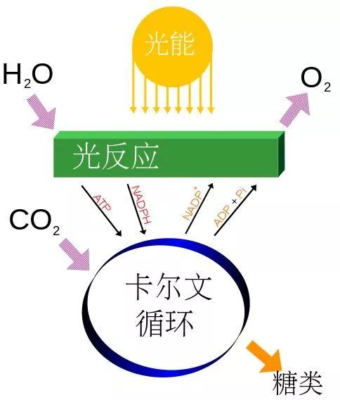 它帶來了生命史上最大的災(zāi)難,但也是地球生命的未來