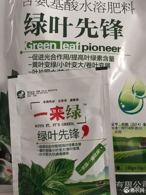 綠葉先鋒 高效葉面肥‘一來綠’，黃葉變綠與光合作用的奧秘