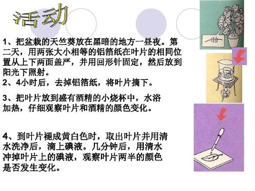 光合作用第1課時 探索生命的能量之源